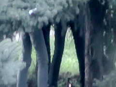 Real Hidden Shower (three)