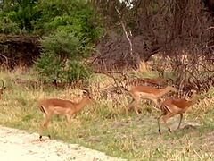 Ai Uehara In Hottest Porn Movie Scene Hd Astonishing Unparalleled