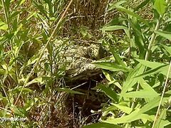 Strange Supple Being In Nature - Watch4Fetish