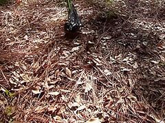 Forest Mummification