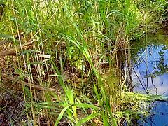 Cum Pants And Family Therapy In Stepbrother And Stepsister Assist Every Other To Cum On Pants 8 Min